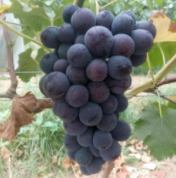 有机食品、绿色食品、无公害食品的关系