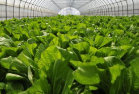 有机食品认证程序